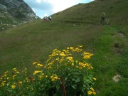 85 Senecio alpino (Senecio alpinus) ...